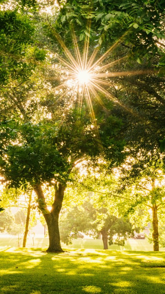 sun shining on tree